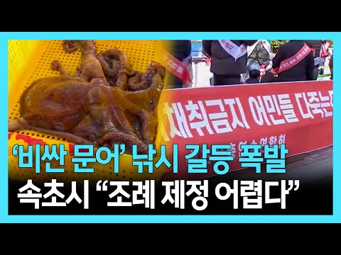 폭발하는 문어 낚시 갈등, 속초시 