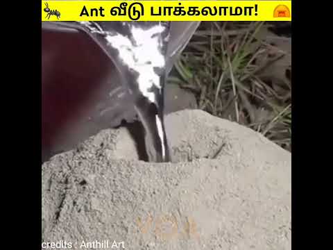 நண்பர்களே எறும்பு வீடு உள்ளே எப்படி இருக்கும்னு தெரியுமா! ||Tamil|| #shorts ||Voice of Akash||