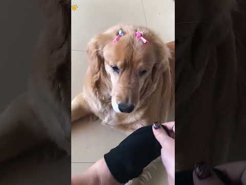 Funny and cute dogs compilation#funnydogs#cute#doglover#doglife#cure#dogshorts#pet#doglife#dogshorts