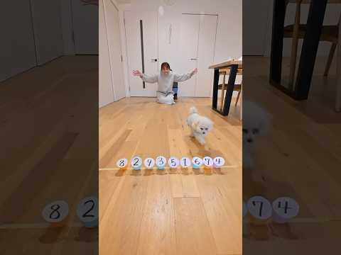 愛犬が選んだ金額で買い物させてみた結果😂
