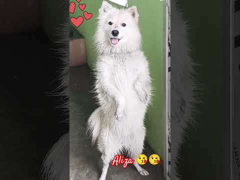 Aliza 🥰😘cute doggies🐶😍 loves pet ☺😘!! #shorts #ytshorts #viralshorts #dog #animals #trending
