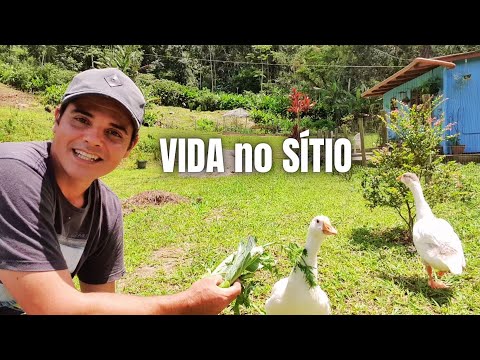 VIDA no SÍTIO , UM LUGAR ABENÇOADO DE FARTURA AQUI NA ROÇA