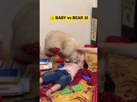 BABY vs BEAR Fight ft @keechootv