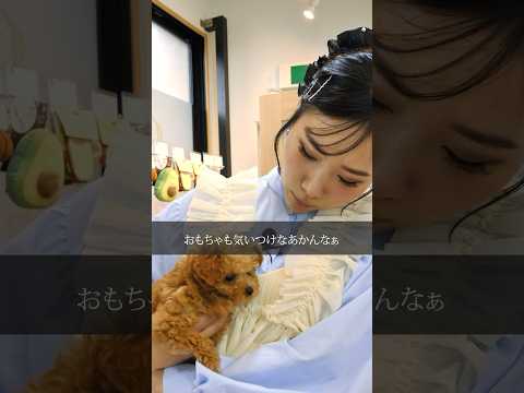 【 ドラマ 】  ペット用おもちゃ 危険なものもあるの？ 〔 犬 ペット しつけ 〕