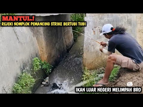 YA AMPUN.! IKAN KELAPARAN PADA BERHAMBURAN DI PINGGIR JALAN || PEMANCING UTO BANYAK STRIKE BRO