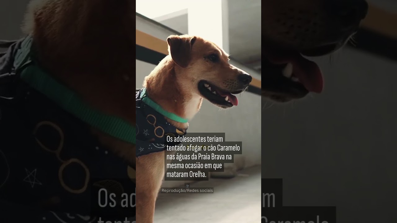 Delegado adota Caramelo, segundo cachorro agredido por adolescentes em SC