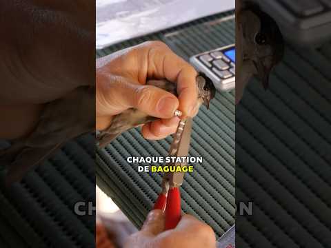 À quoi sert le baguage ?