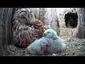 Luna's Journey: Hatching and Growth
