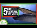 Ocean Giants and Their Feeding Strategies