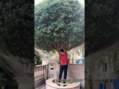 What does the harvest of jabotikaba fruits look like