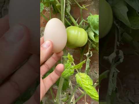 مراحل نمو الفراخ خلال 6 شهور #explore #fruit #plants #علوم_الزراعه #garden #arabic #bonsai