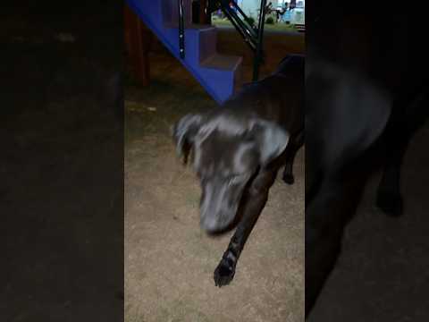 O CACHORRINHO DE RUA ESTAVA COM FOME