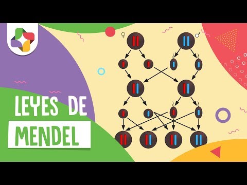 Leyes de Mendel - Educatina