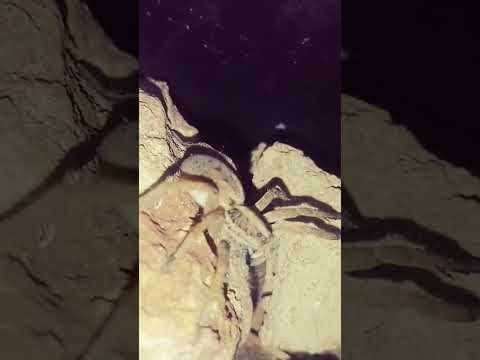 Wolfspider is a Beast #spider #tarantula #wildlife #nature #insects #wolfspider #cricketlove