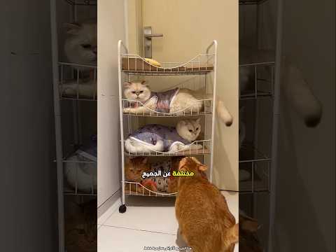 هذه القطط تعرف ترتيب نومها على السرير 😮 #shorts