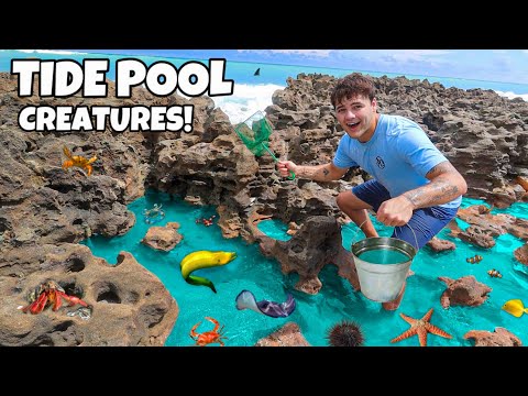 Finding EXOTIC Creatures in TIDE POOLS for My POND!!