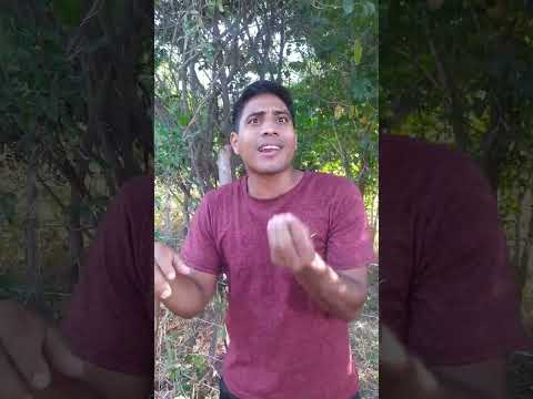 el loro chismoso parte 13 ??? #humor #comedia #viral #shorts