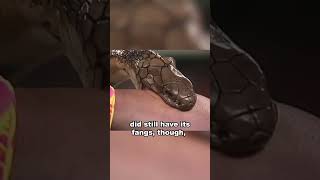 WWE Snake Secret