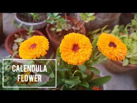 Calendula Plant Care Hacks Every Gardener MUST Know!