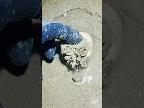 찬바람 날때 살짝 올라옵니다 #shorts