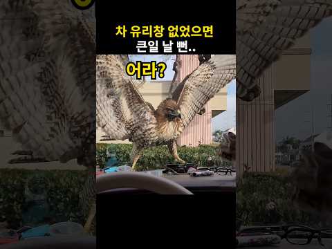 매와 마주친 <strong>아기</strong> 고양이 반응
