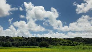 小湊鐵道沿線の夏風景を静かに眺めるだけの短い動画