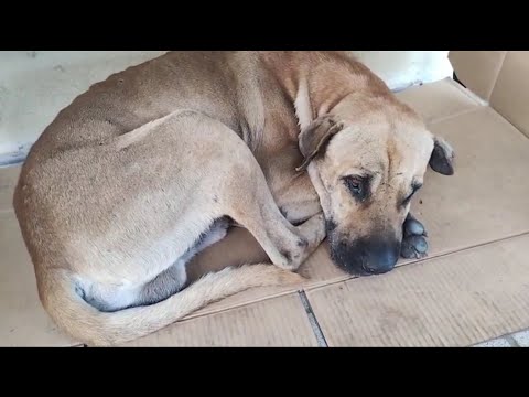 Cachorro de rua vira mascote de supermercado e infelizmente isso acontece