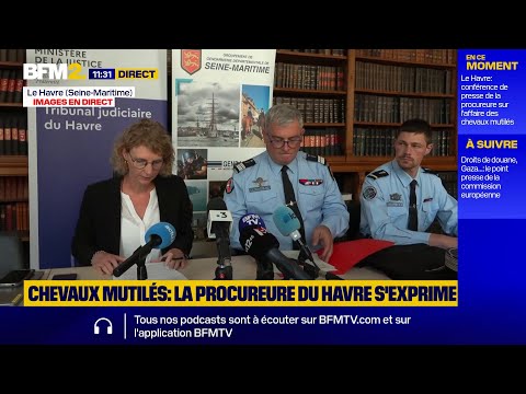 🟡Chevaux mutilés: suivez en direct la conférence de presse de la procureure du Havre