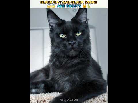 Black cat and black snake are ghosts #trending #viral #viralvideo #shortsvideo #trendingviral#short