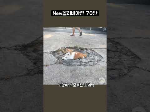 New올리비아진 70탄