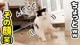 【超真剣】猛スピードで動くおもちゃに釘づけな兄弟猫が可愛すぎた