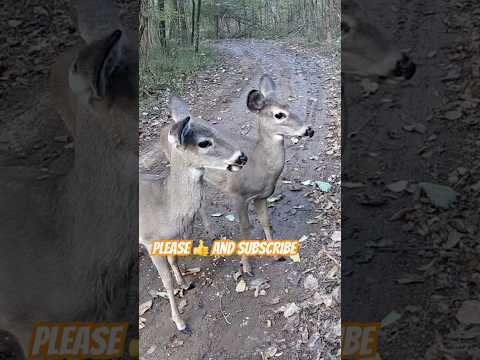Two Baby Deer Best Friends | Adorable Fawns Playing Together 🦌#shorts