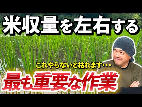 【永久保存版】田植え後に最も重要な作業を徹底解説‼︎〜草管理・水管理〜