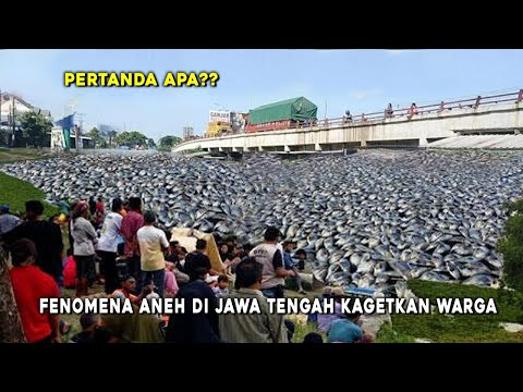 WARGA SAYUNG JAWA TENGAH HEBOH!! RIBUAN IKAN MENGAMBANG DAN MEREGANG NYAWA, PERTANDA APA??
