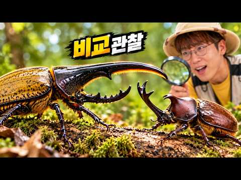 헤라클레스와 한국 장수풍뎅이, 뭐가 다를까?