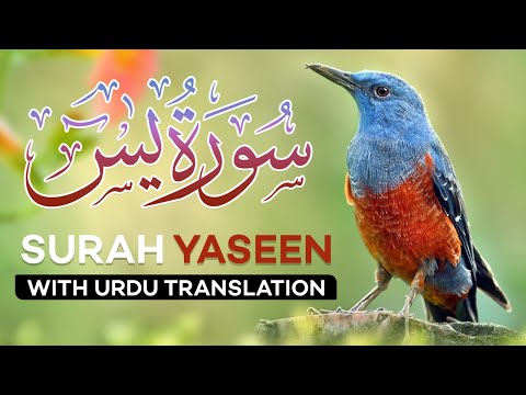 Surah Yasin ( Yaseen ) with Urdu Translation | Quran Tilawat Beautiful Voice | Hindi Tarjuma