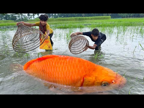 Amazing Fishing Video 2024 | Traditional Village Fish Catching With Bamboo Tools Polo In Bill