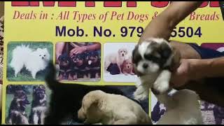LIVE PET SHOP JAMMU 9796675504