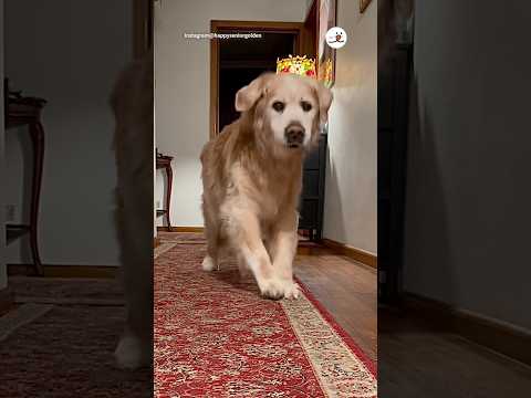 16歳ゴールデンレトリバーがママのもとへ駆け寄る姿に癒されよう サムネイル