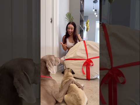बैड के लिए डॉगी झगड़ा किया! #shortvideo