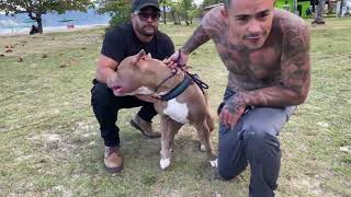 RAGNAR PIT MONSTER COM ALMA DE PITBULL