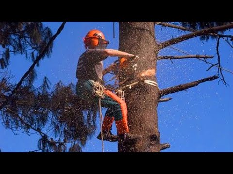 Fastest Felling Huge Oak Tree 400-year-old. Most Dangerous Professional Jobs With Chainsaw Machine