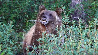 Grizzly Bear Enjoying Buffalo Berries