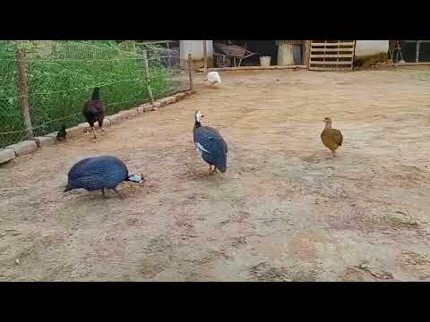 Funny chicken video