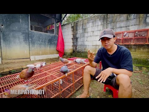 3 PASANG MERPATI BARU