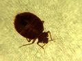 Understanding Bed Bugs