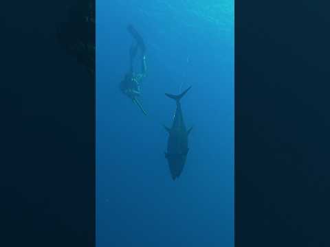 Spearing giant TUNA with my DAD! video thumbnail