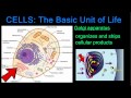 Cell Organelles and Their Functions