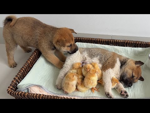Cat: Two puppies have taken over the custody of the chicks! So cute heartwarming!Interesting animals