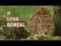 Lynx Boréal: Caractéristiques et Habitat